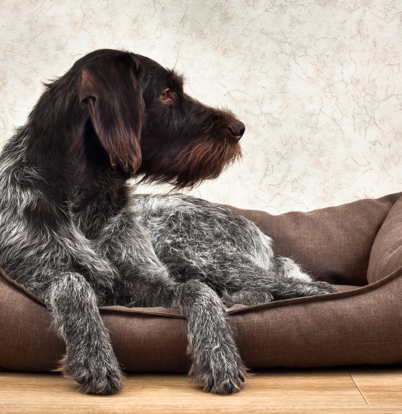 5 Ways to Soothe Your Dogs Joint Pain