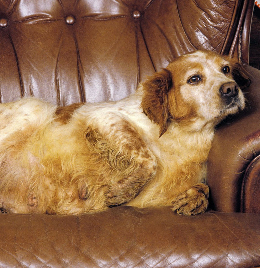 6 Ways To Prevent Pet Obesity