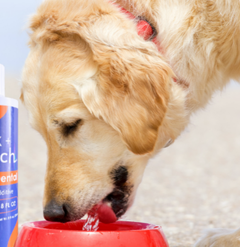 5 Ways To Keep Your Pet Hydrated